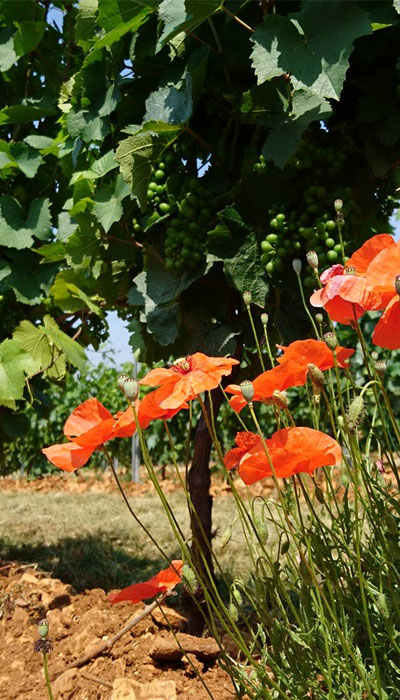 vignerons-debourg